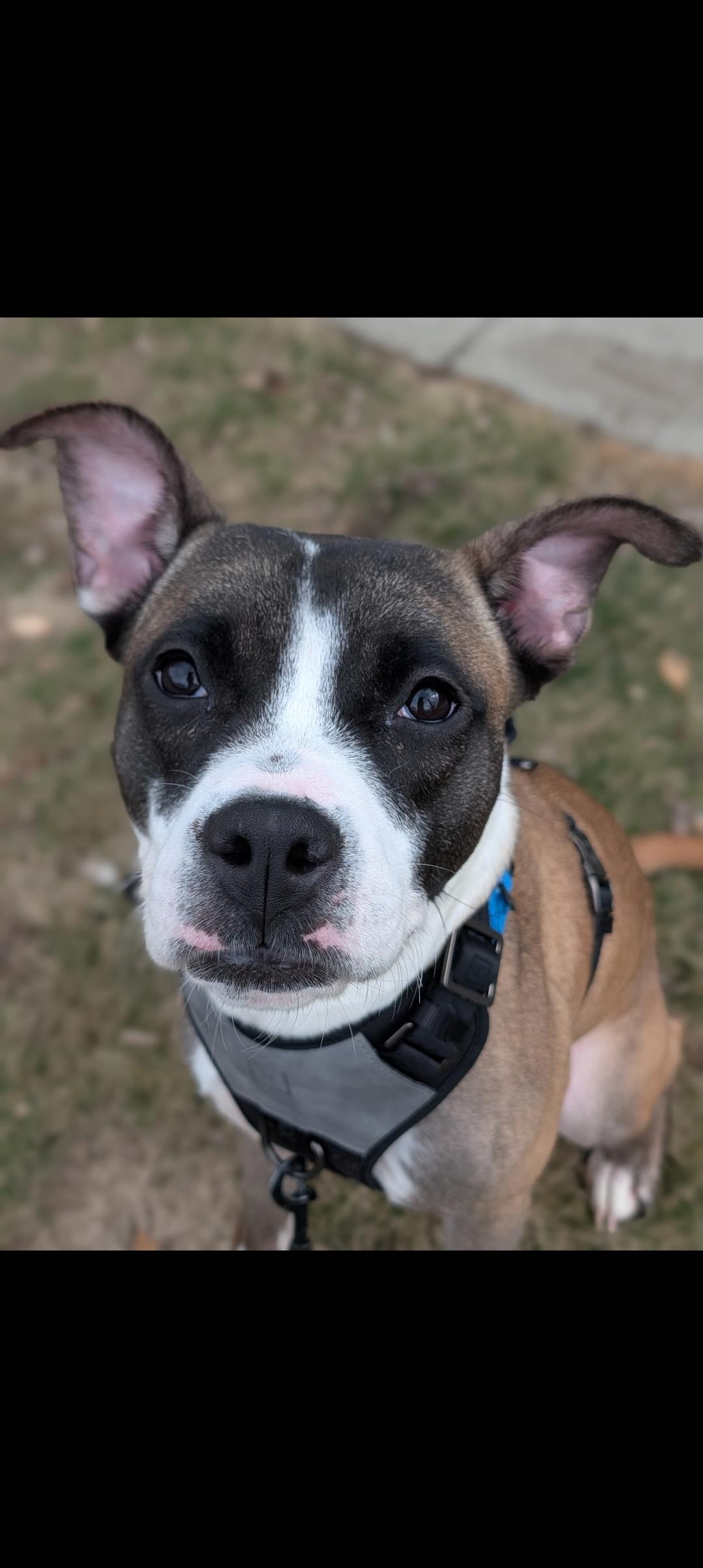 Enlarge Java Chips, a Adoptable mixed breed in Hempstead,, NY image 3/5