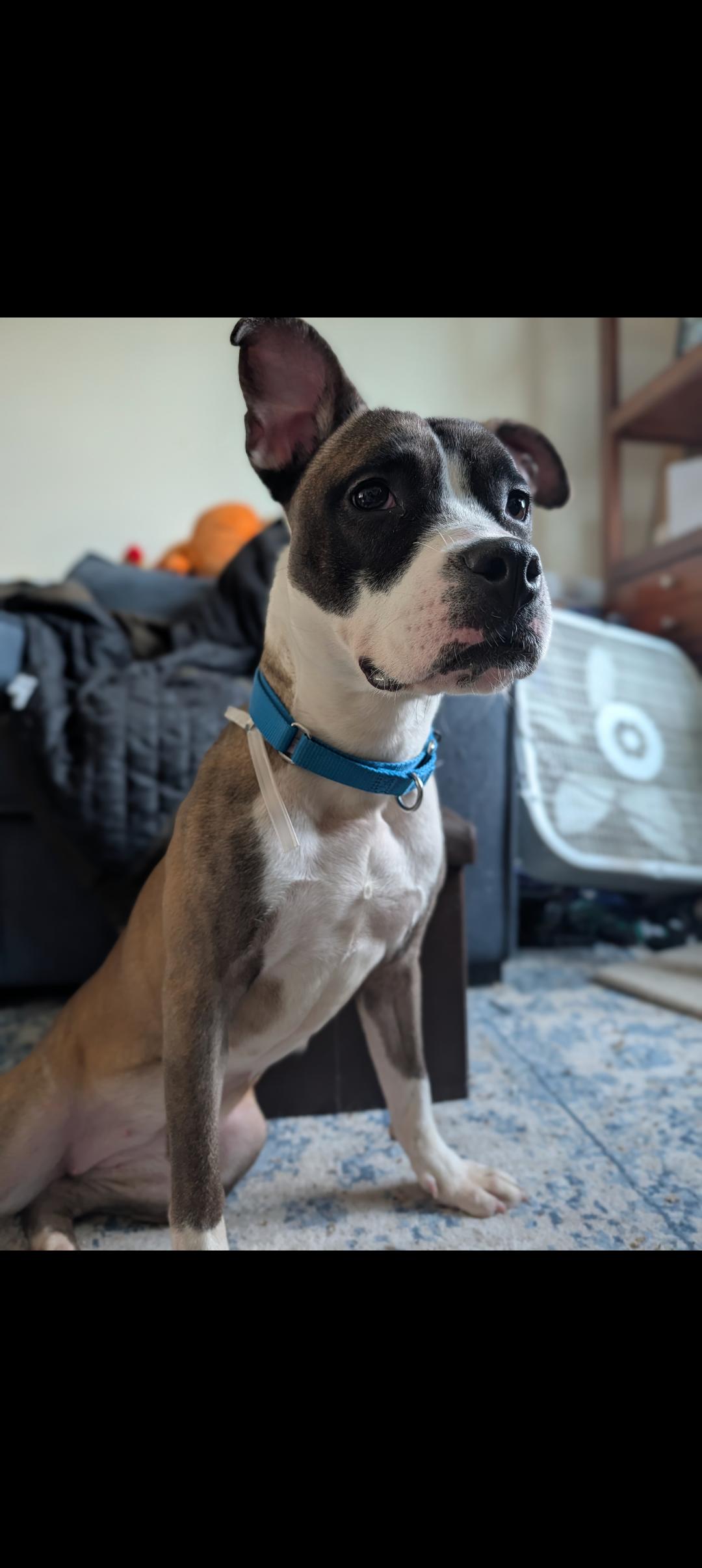 Enlarge Java Chips, a Adoptable mixed breed in Hempstead,, NY image 4/5