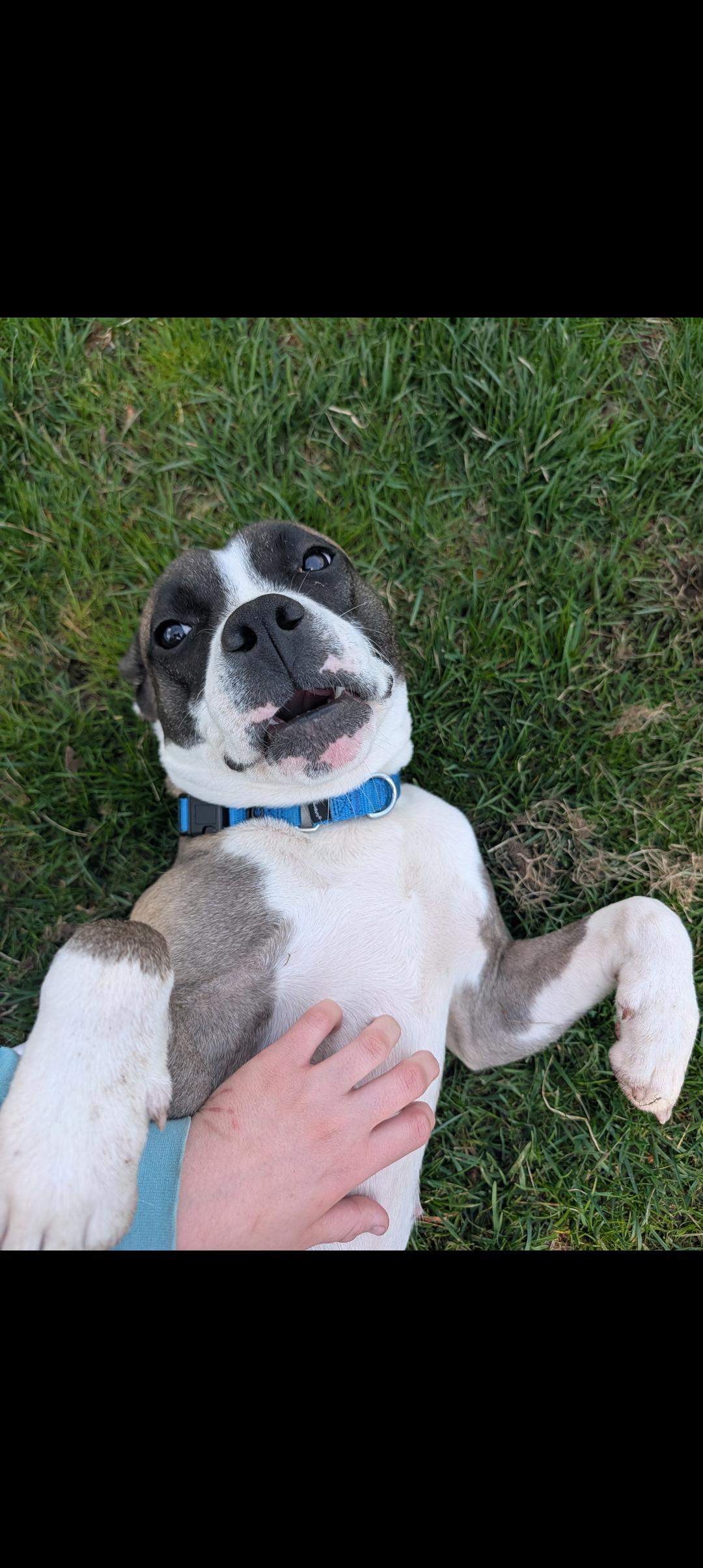 Enlarge Java Chips, a Adoptable mixed breed in Hempstead,, NY image 2/5