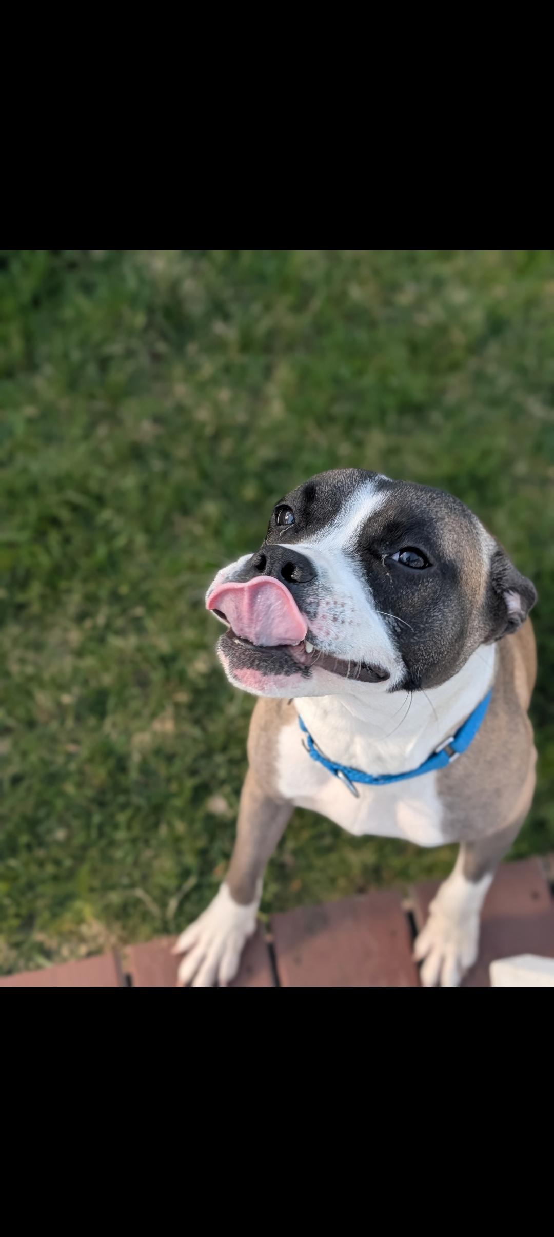 Enlarge Java Chips, a Adoptable mixed breed in Hempstead,, NY image 5/5