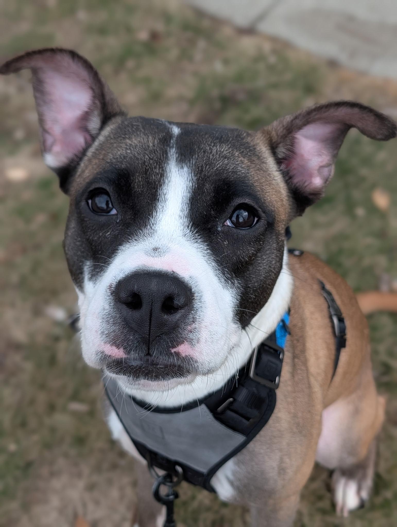 Enlarge Java Chips, a Adoptable mixed breed in Hempstead,, NY image 1/5