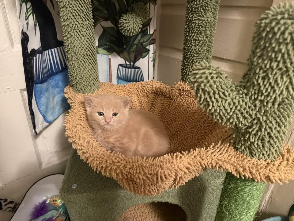 Custard, Adoptable, Kitten Male Domestic Medium Hair.