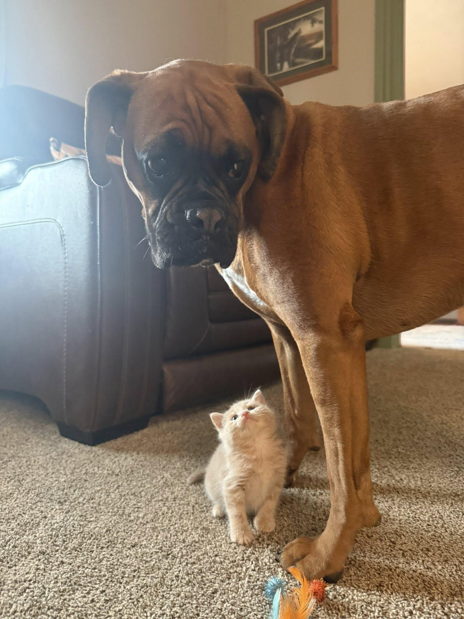 Enlarge Custard, a Adoptable Domestic Medium Hair in Bethel Park, PA image 2/5