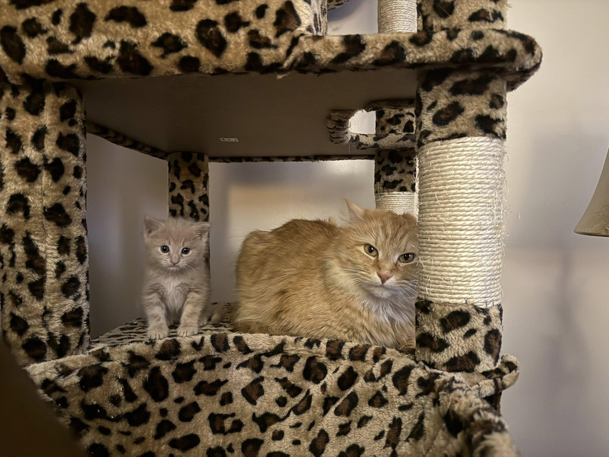 Enlarge Custard, a Adoptable Domestic Medium Hair in Bethel Park, PA image 3/5