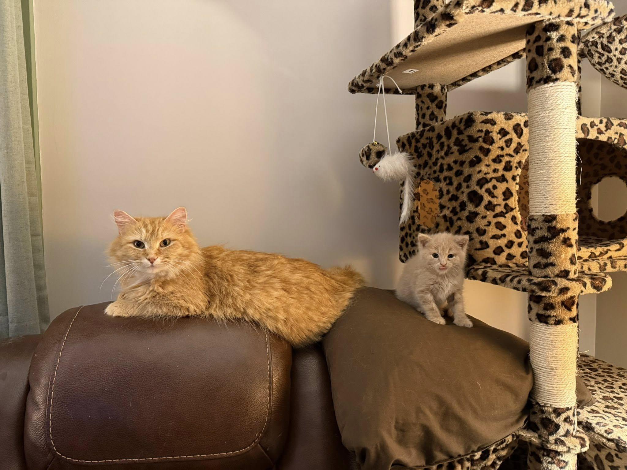 Enlarge Custard, a Adoptable Domestic Medium Hair in Bethel Park, PA image 4/5