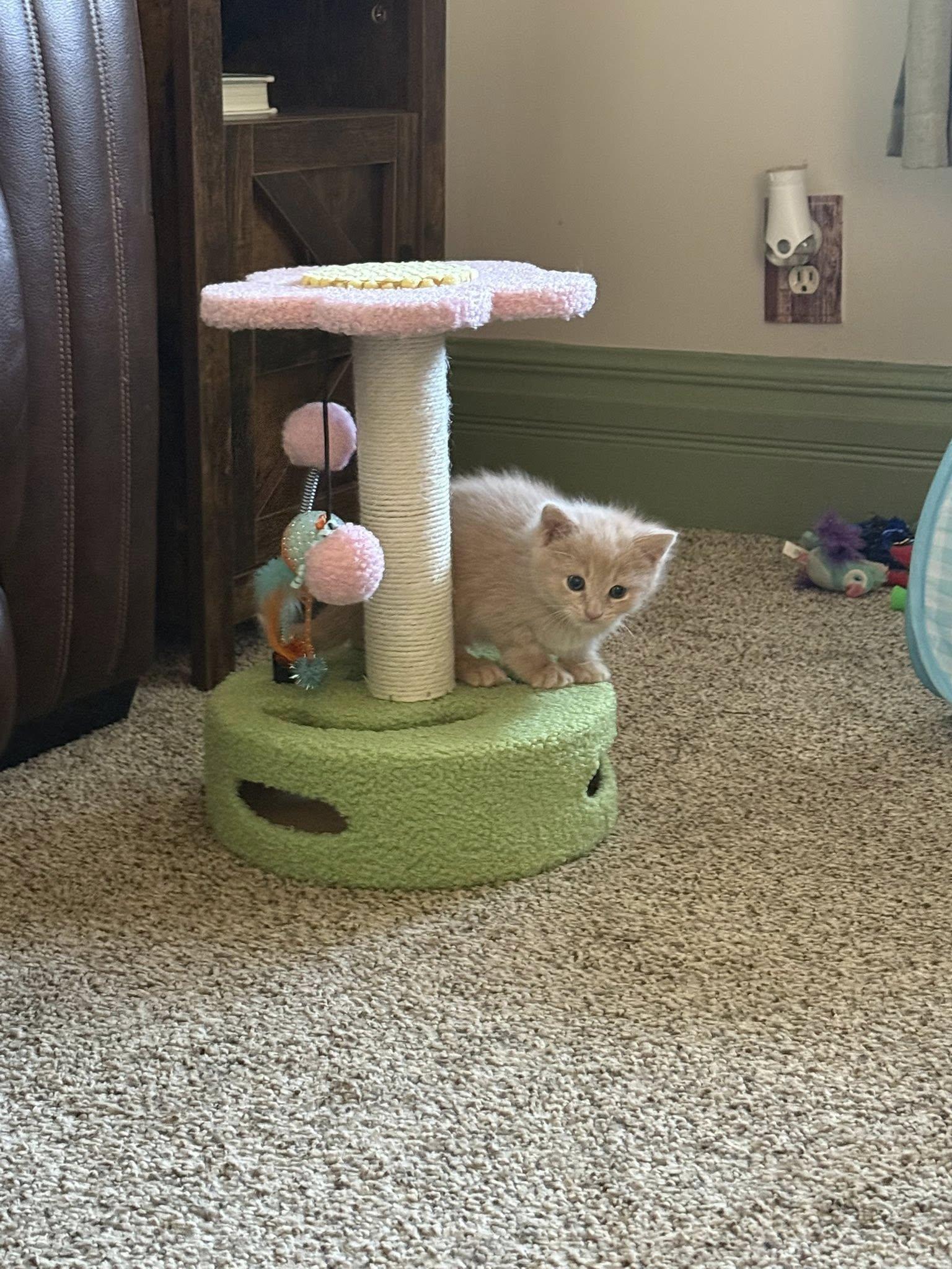 Enlarge Custard, a Adoptable Domestic Medium Hair in Bethel Park, PA image 5/5