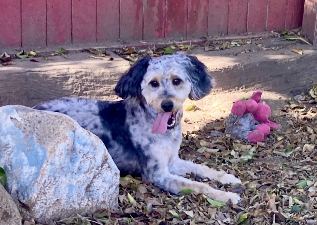 Enlarge Shazam, an adopted mixed breed in Camp Pendleton, CA image 5/6
