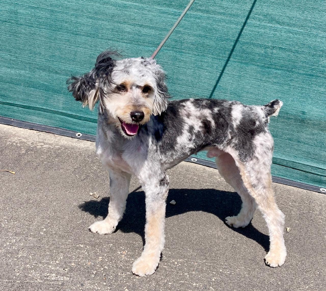 Enlarge Shazam, an adopted mixed breed in Camp Pendleton, CA image 6/6