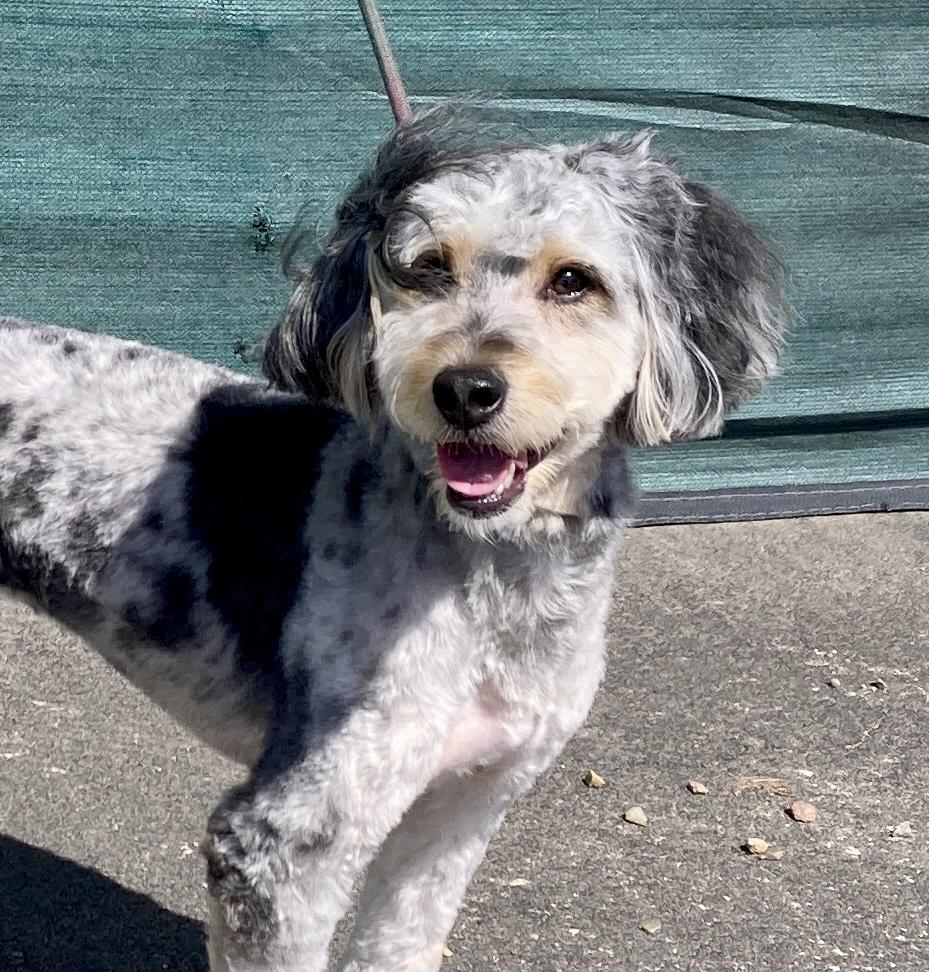 Enlarge Shazam, an adopted mixed breed in Camp Pendleton, CA image 3/6