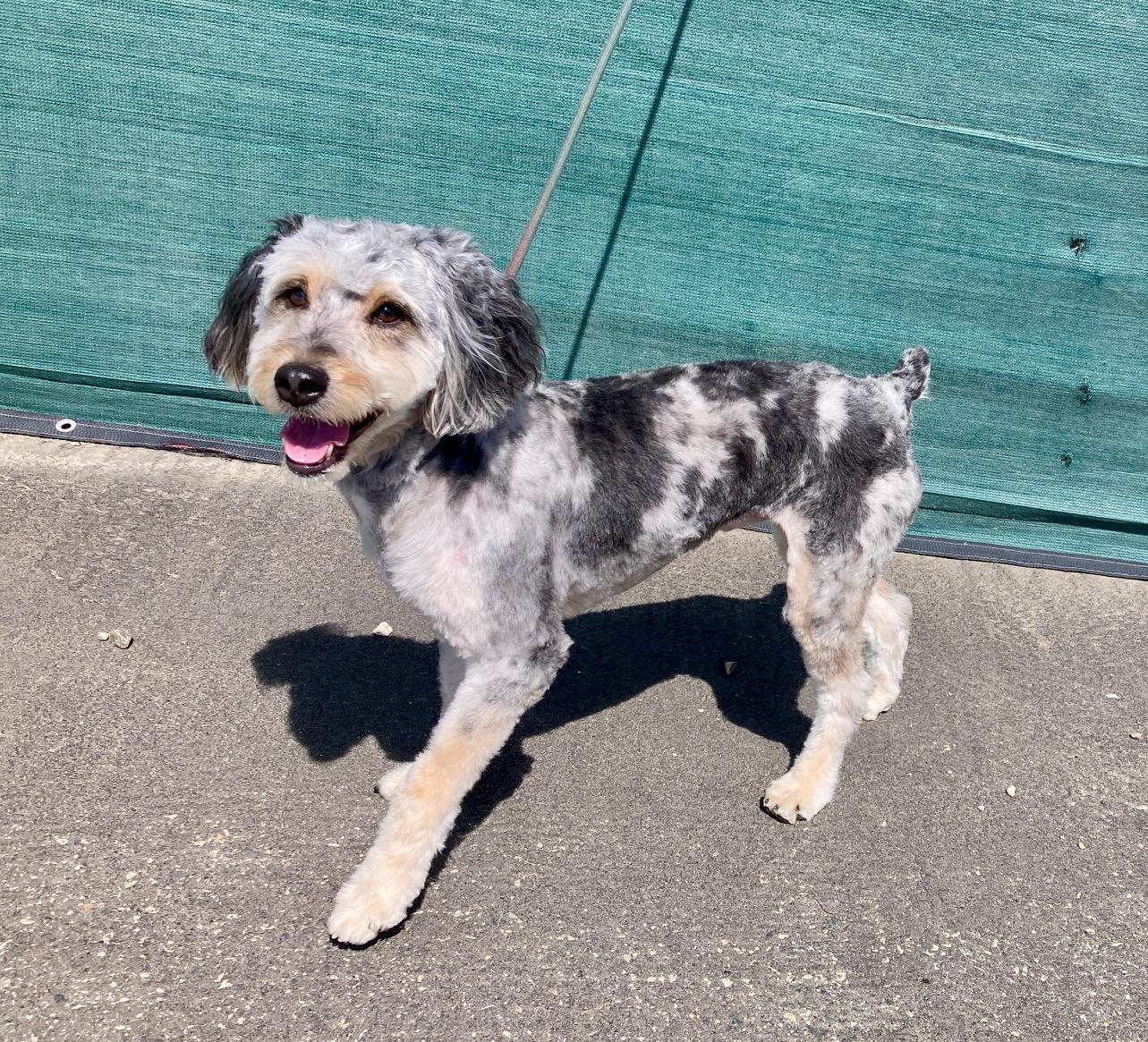 Enlarge Shazam, an adopted mixed breed in Camp Pendleton, CA image 4/6