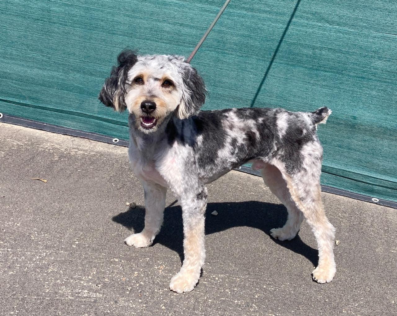 Enlarge Shazam, an adopted mixed breed in Camp Pendleton, CA image 2/6