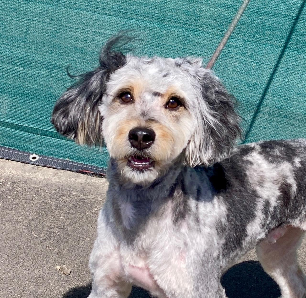 Shazam, adopted, Adult Male Aussiedoodle & Australian Shepherd.