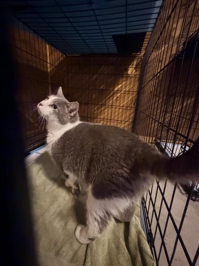 Joker, Adoptable, Adult Male Domestic Short Hair.