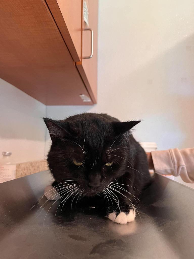 Pearl (Baby Girl), Adoptable, Adult Female Domestic Short Hair.