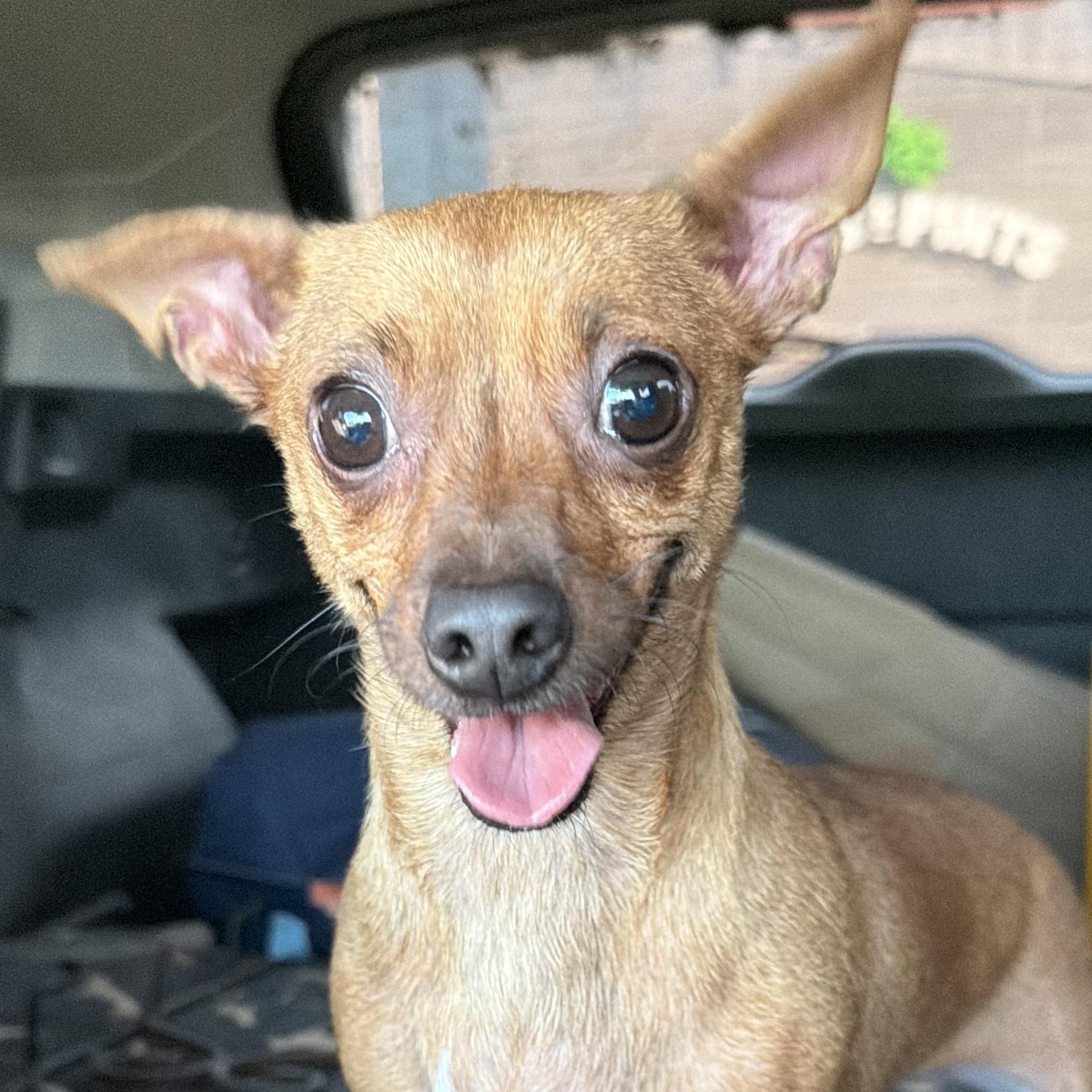 Slushy, an adopted mixed breed in Swan, IA image 5/6