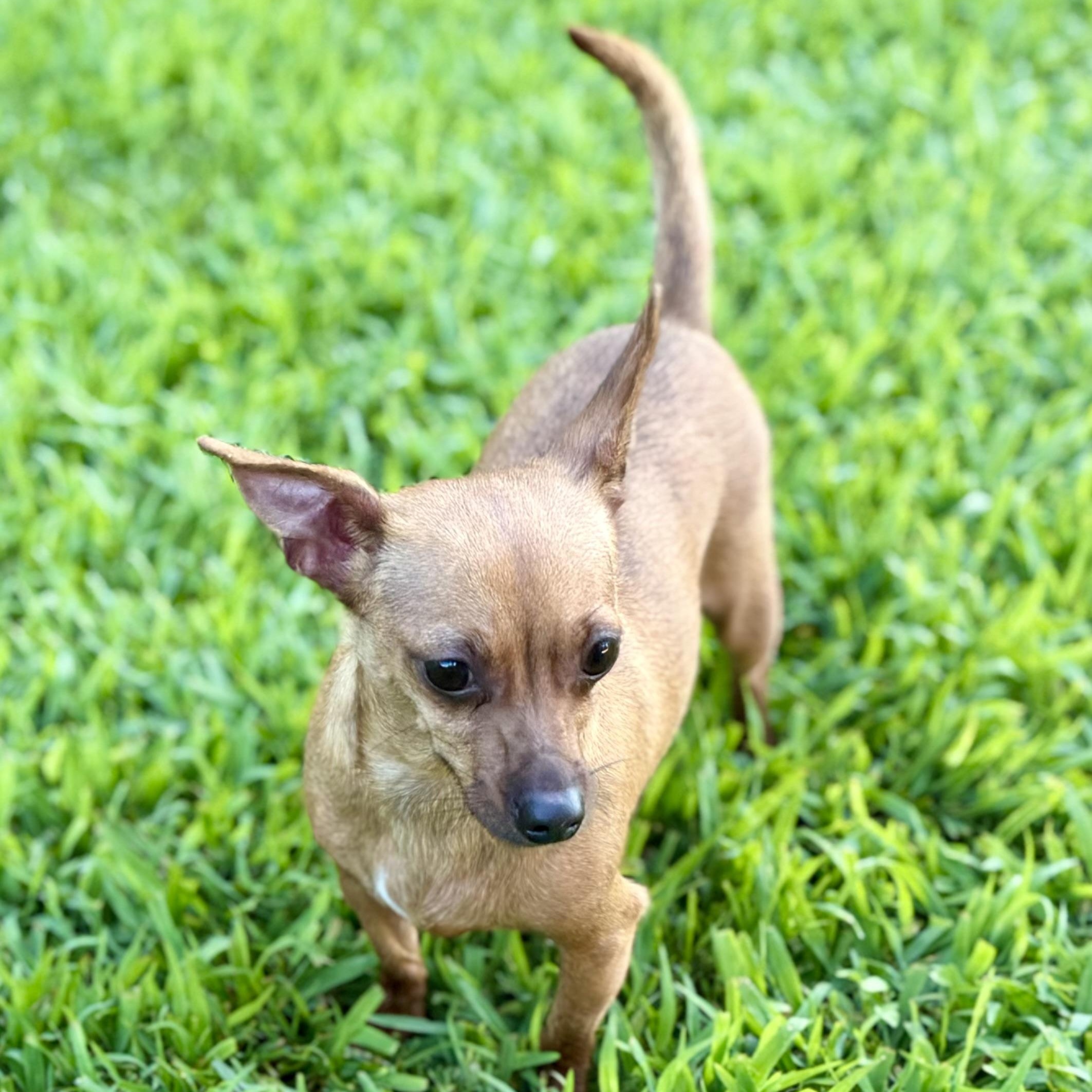 Slushy, an adopted mixed breed in Swan, IA image 3/6