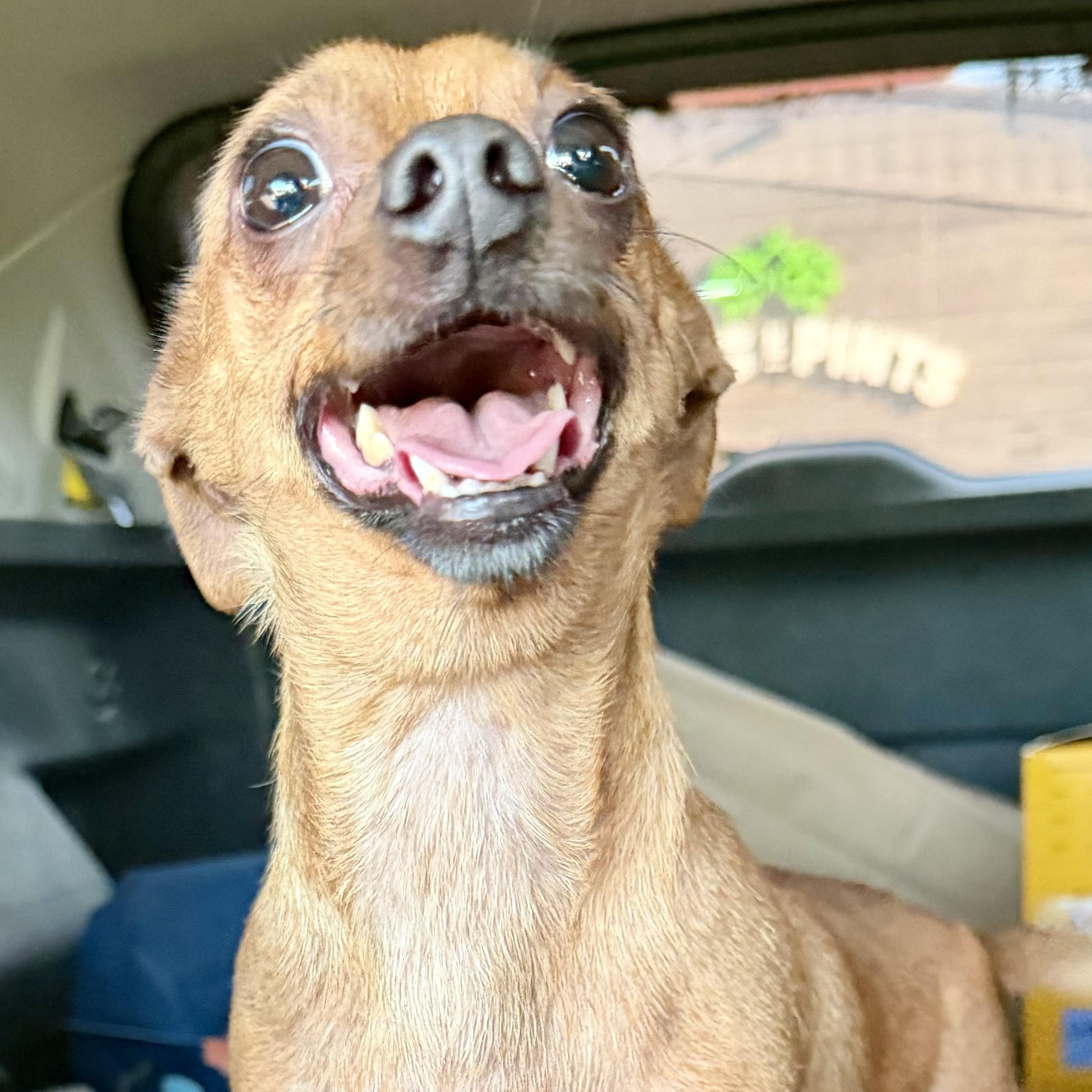 Slushy, an adopted mixed breed in Swan, IA image 6/6