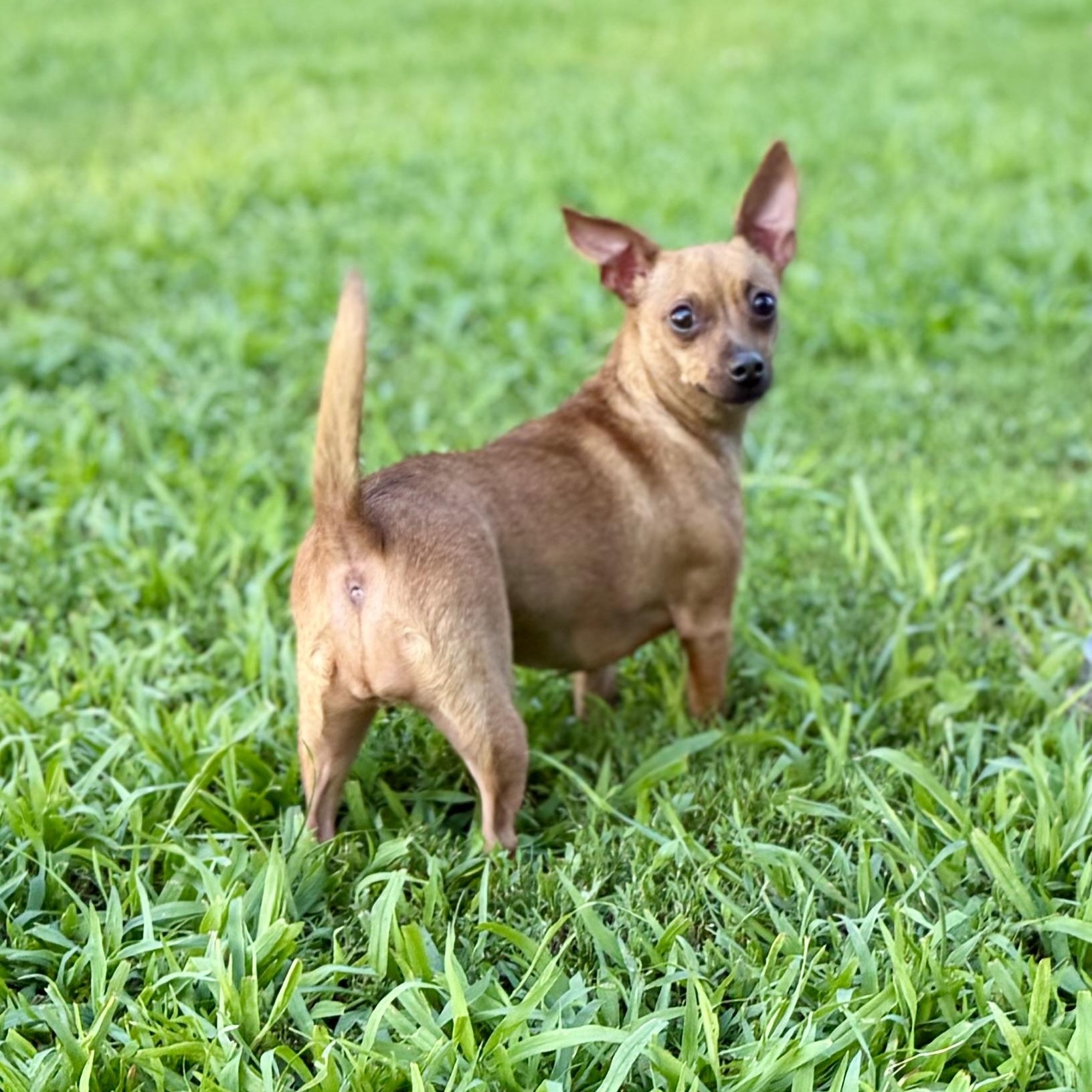 Slushy, adopted, Adult Female Chihuahua.