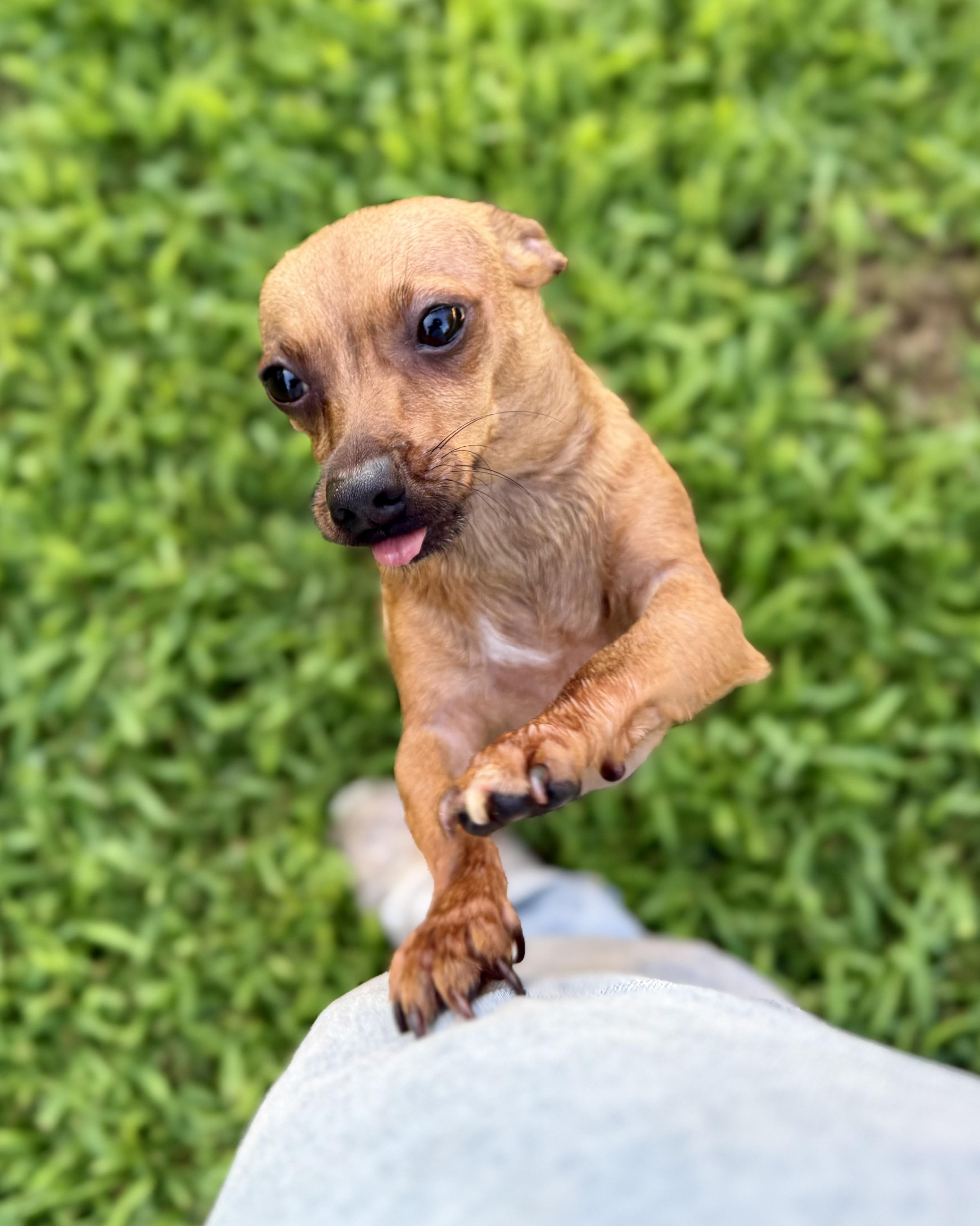 Slushy, an adopted mixed breed in Swan, IA image 2/6