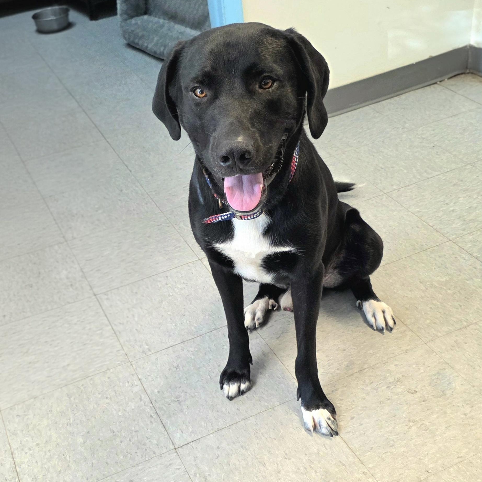 Oakley, ADOPTABLE, Adult Male Labrador Retriever.