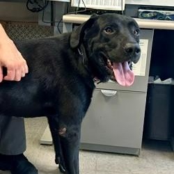 Oakley, a ADOPTABLE mixed breed in Parsippany, NJ image 4/4