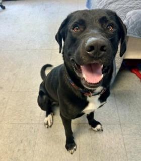 Oakley, a ADOPTABLE mixed breed in Parsippany, NJ image 3/4
