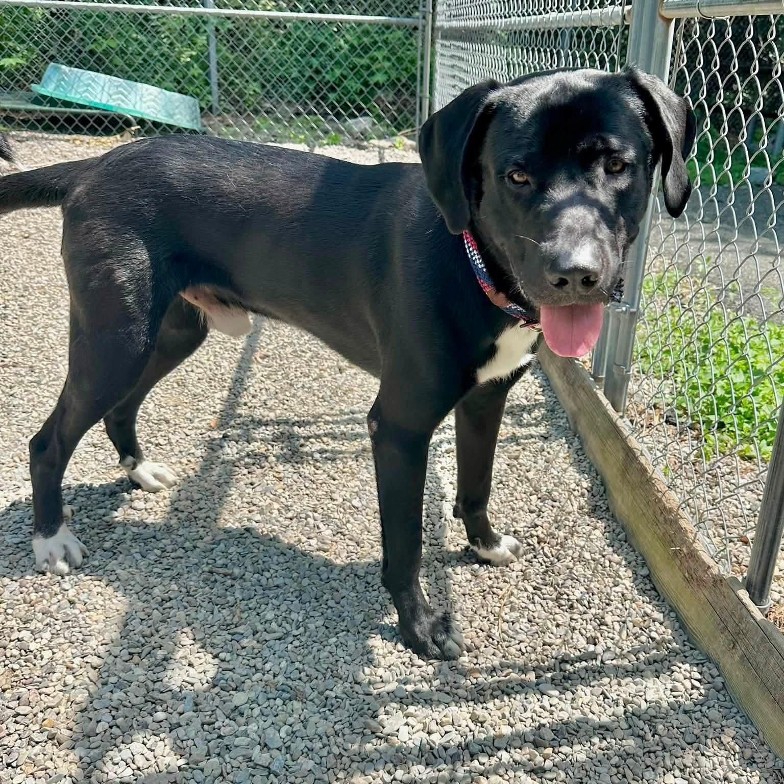 Oakley, a ADOPTABLE mixed breed in Parsippany, NJ image 2/4