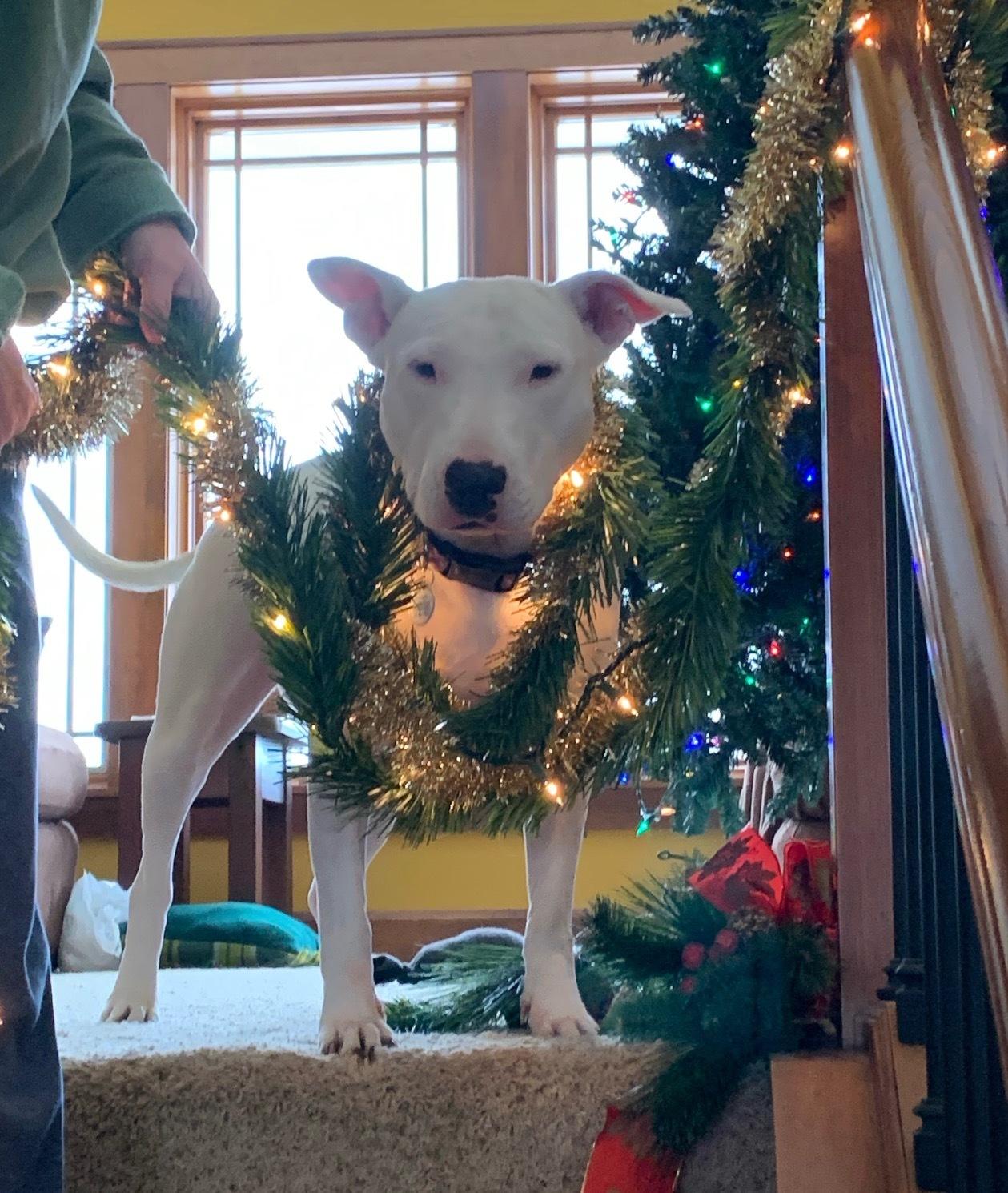 21-010-Marshmallow, Adoptable, Adult Female Bull Terrier.