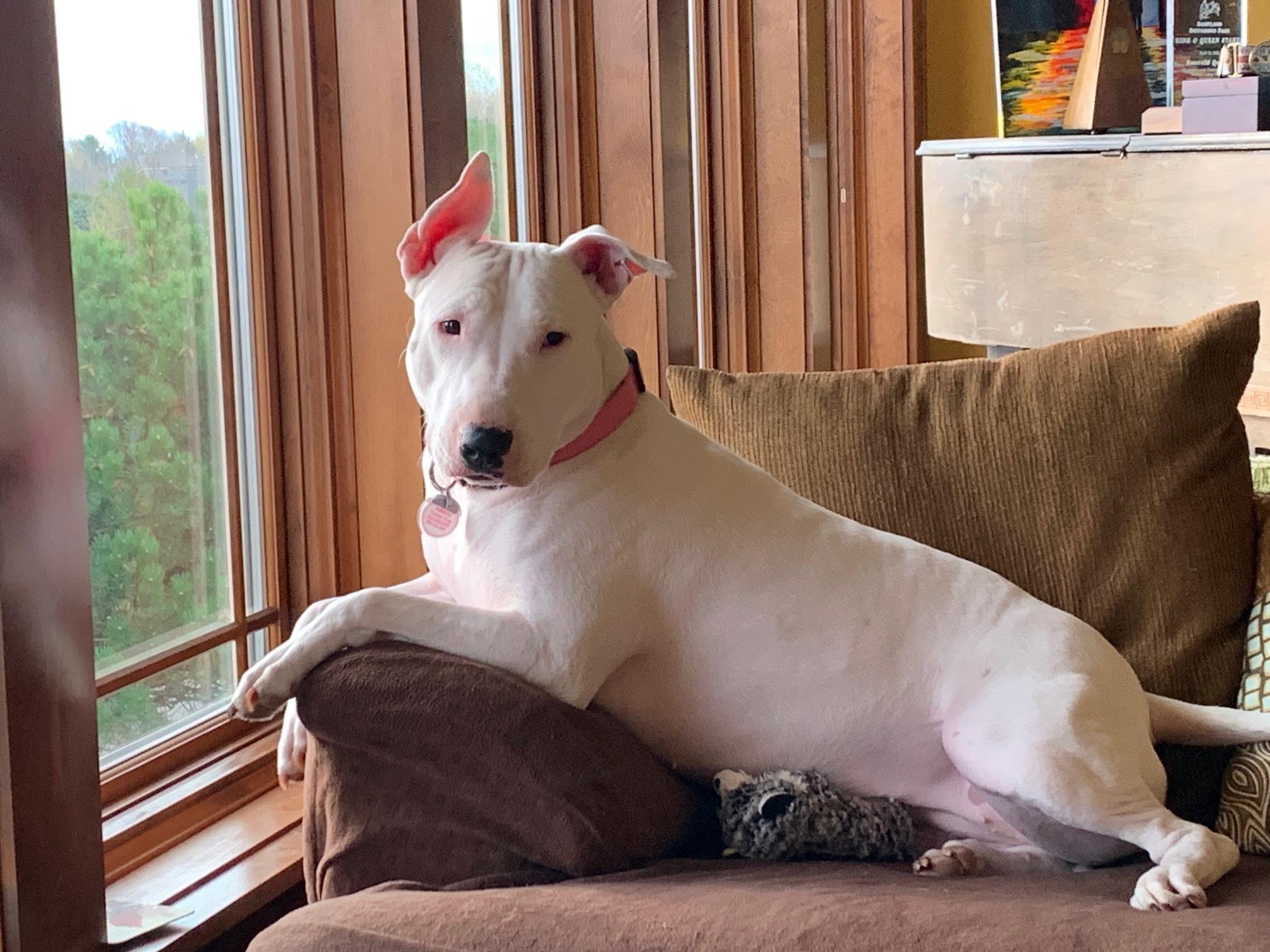 Enlarge 21-010-Marshmallow, a Adoptable mixed breed in Vandergrift, PA image 2/6