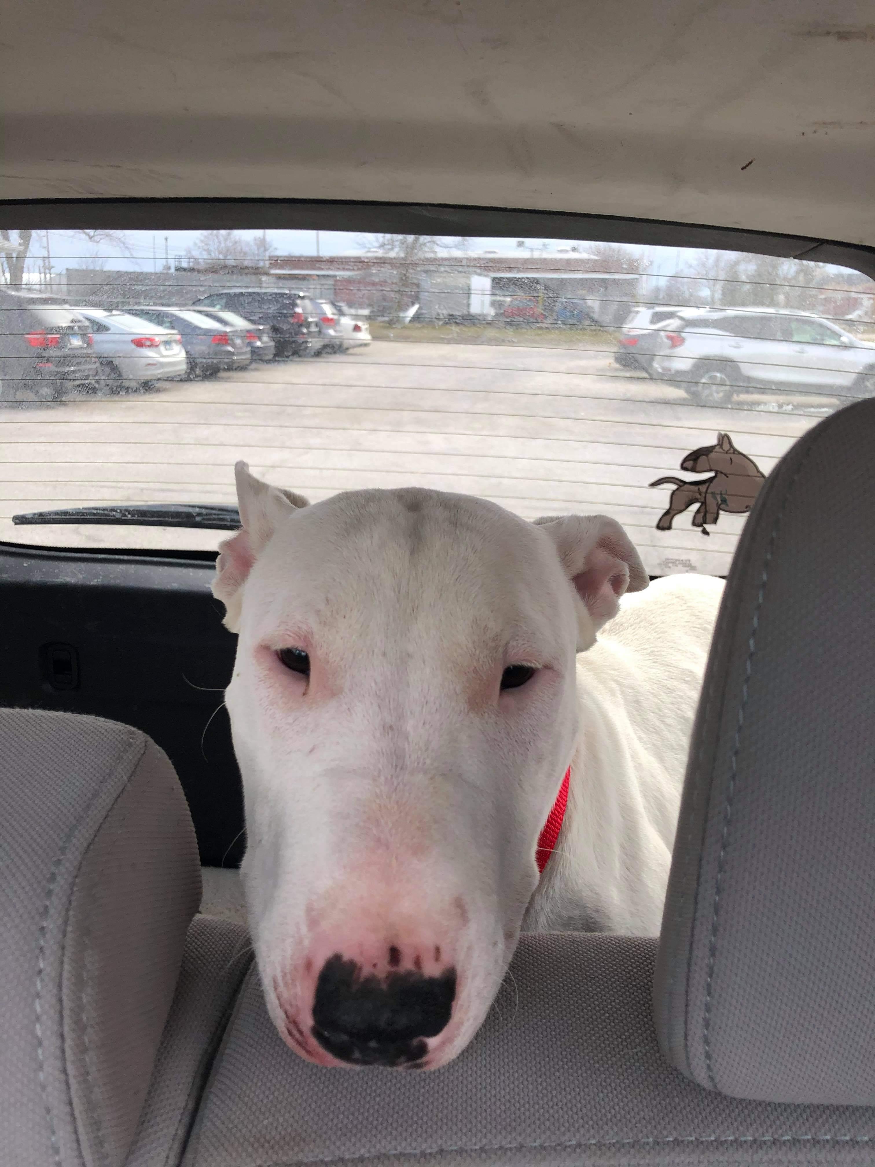 Enlarge 21-010-Marshmallow, a Adoptable mixed breed in Vandergrift, PA image 3/6