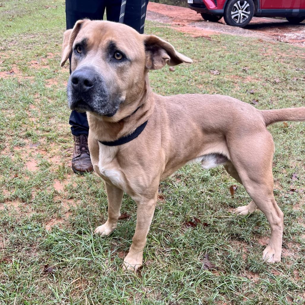 Wilson, a Adoptable mixed breed in Palestine, TX image 1/3