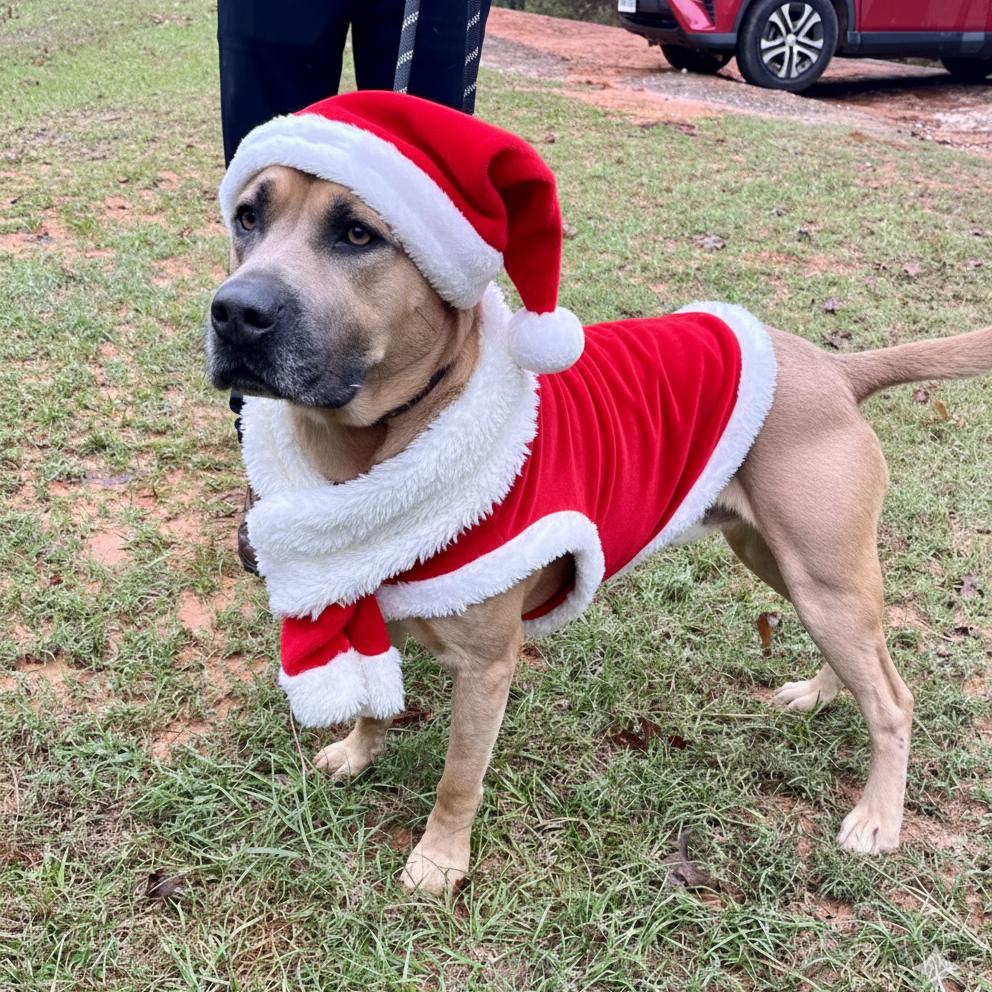 Wilson, a Adoptable mixed breed in Palestine, TX image 3/3