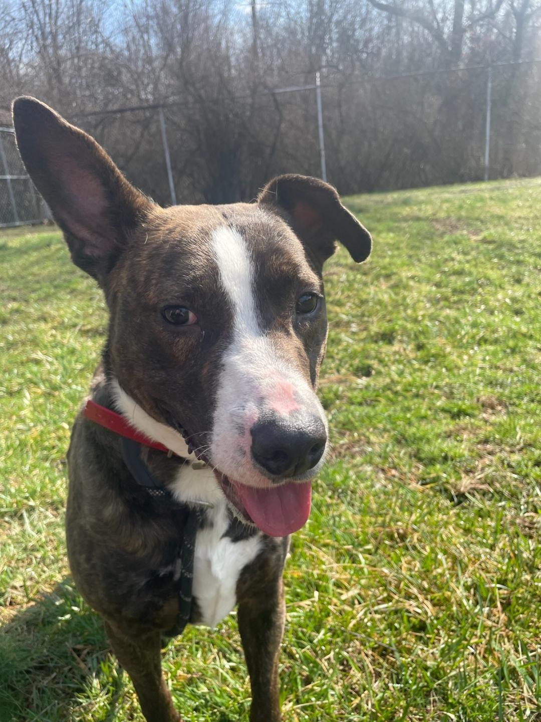Enlarge Rex Walnut, a ADOPTABLE Mixed Breed in Point Pleasant, WV image 3/3