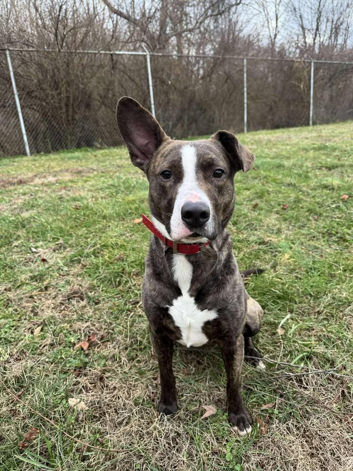 Rex Walnut, ADOPTABLE, Young Male Mixed Breed.