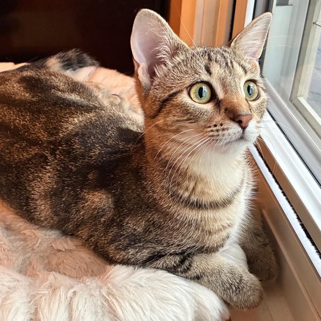 Enlarge Pompeii, a Adoptable Domestic Short Hair in Ferndale, MI image 2/6