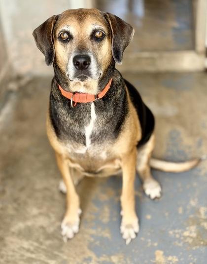 Lola, Adoptable, Adult Female Beagle & Labrador Retriever.