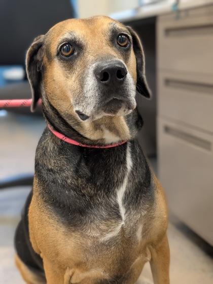 Enlarge Lola, a Adoptable mixed breed in Inverness, FL image 3/3