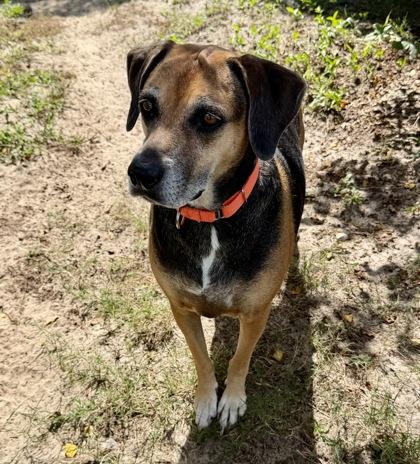 Enlarge Lola, a Adoptable mixed breed in Inverness, FL image 2/3