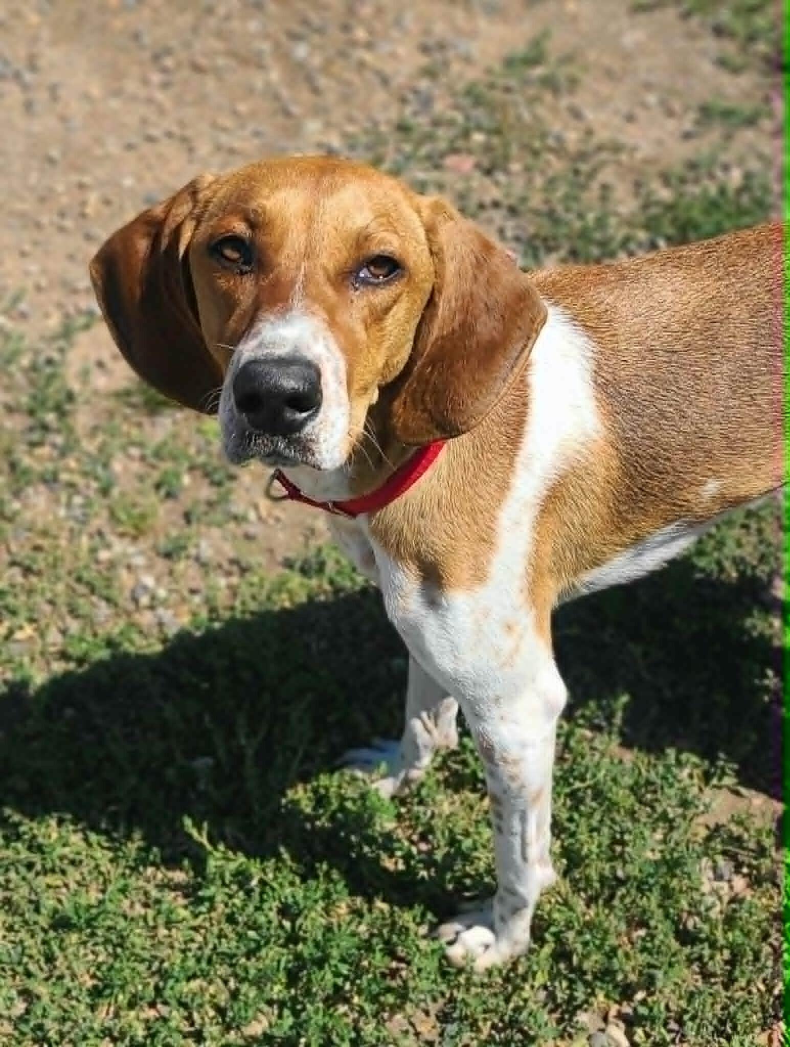Bonnie, Adoptable, Young Female Coonhound.