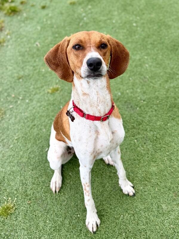 Enlarge Bonnie, a Adoptable Coonhound in Fruit Heights, UT image 2/6