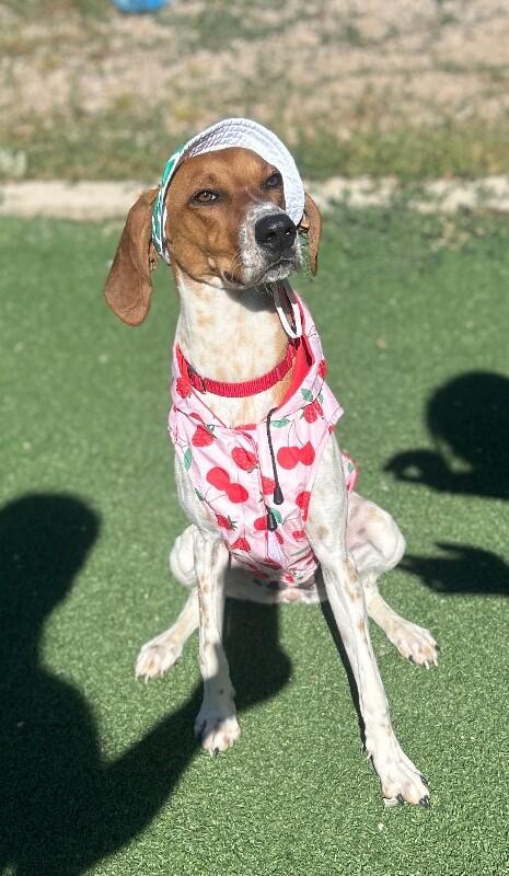 Enlarge Bonnie, a Adoptable Coonhound in Fruit Heights, UT image 3/6