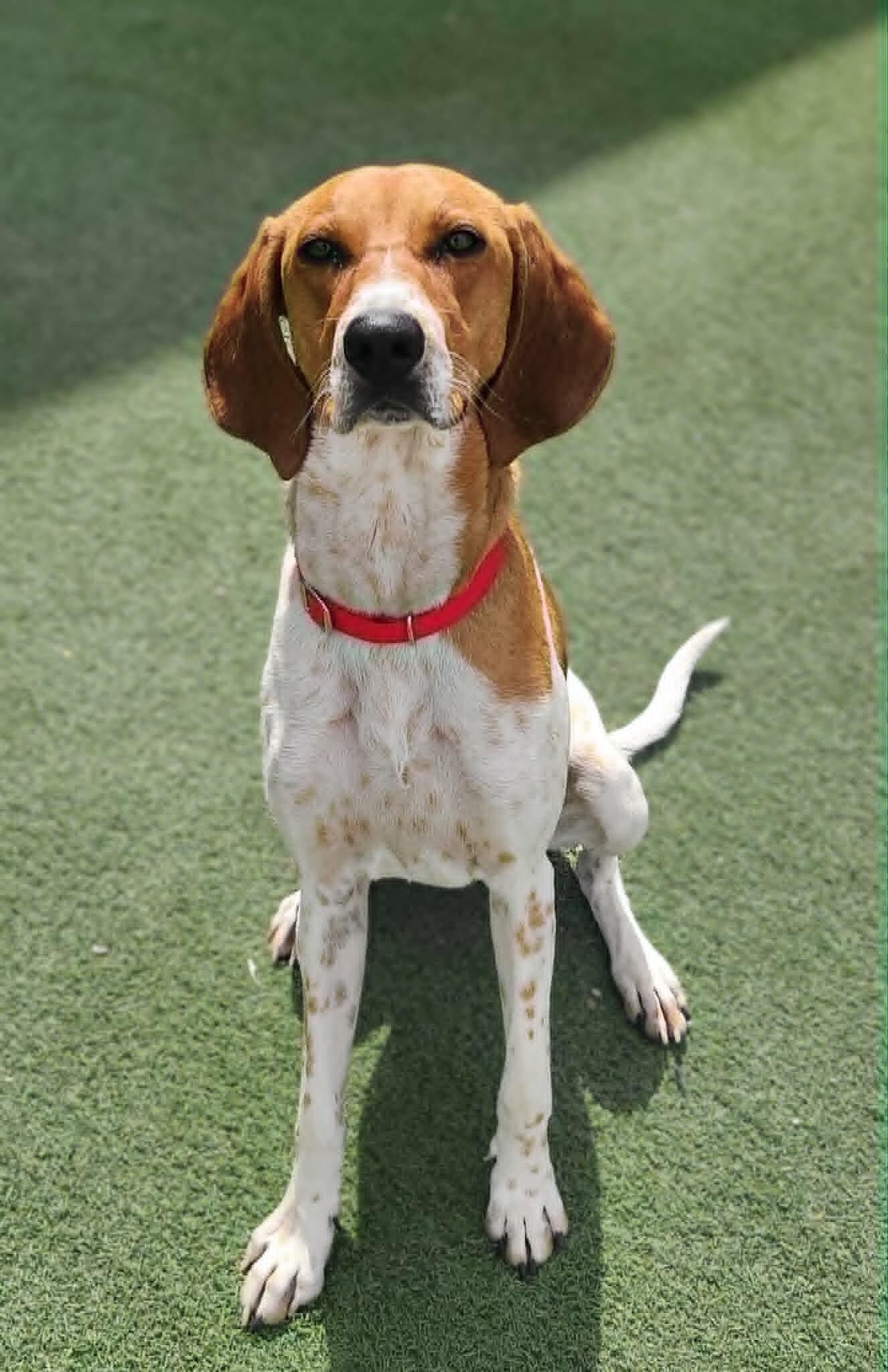 Enlarge Bonnie, a Adoptable Coonhound in Fruit Heights, UT image 4/6