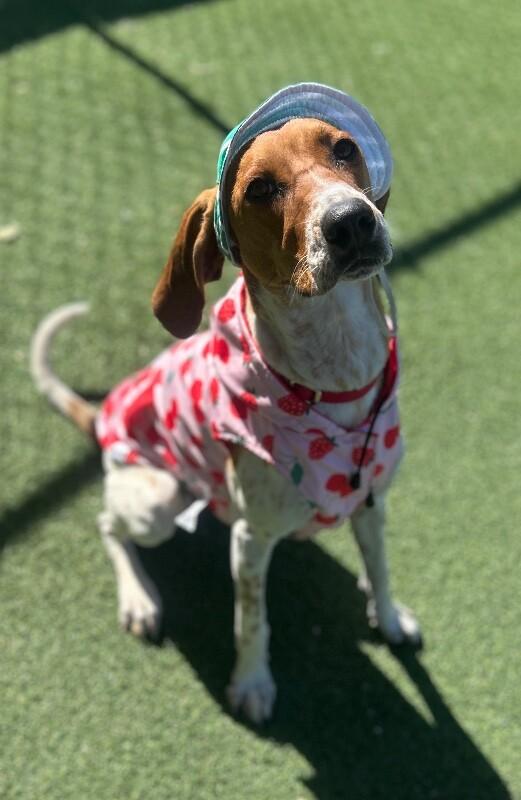 Enlarge Bonnie, a Adoptable Coonhound in Fruit Heights, UT image 5/6