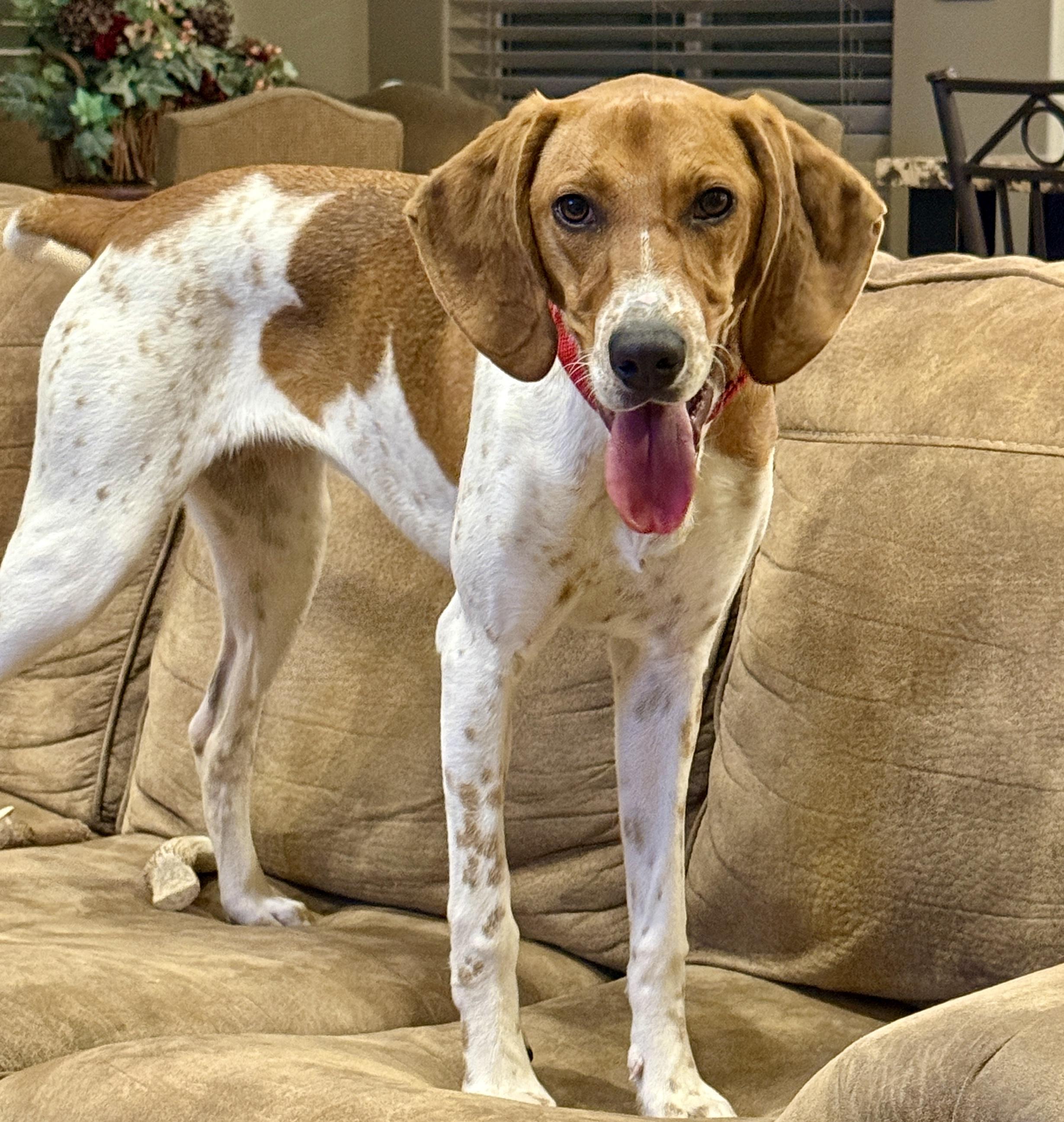 Enlarge Bonnie, a Adoptable Coonhound in Fruit Heights, UT image 6/6