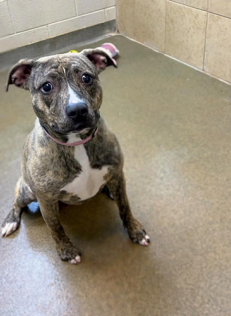 Jell-O, Adoptable, Young Female Mixed Breed.