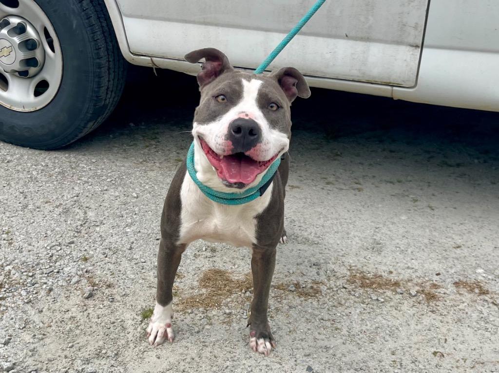 Enlarge Alexis, a Adoptable mixed breed in Winnsboro, SC image 1/2