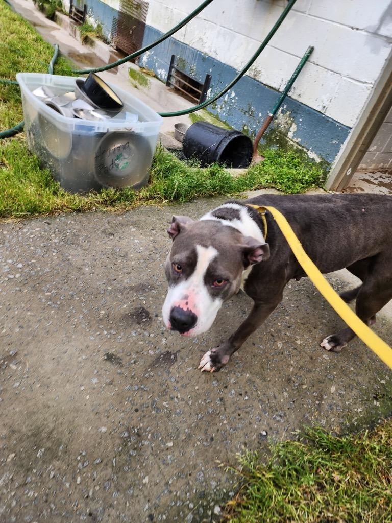 Alexis, Adoptable, Adult Female Terrier.