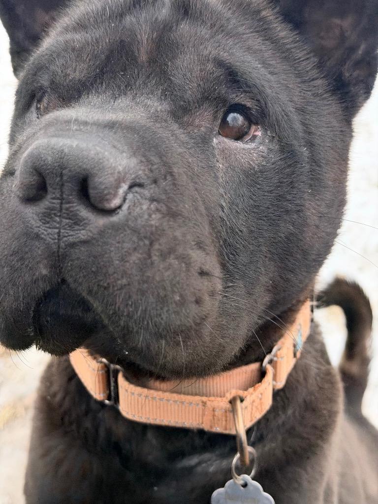 Boris, Adoptable, Adult Male Mixed Breed.