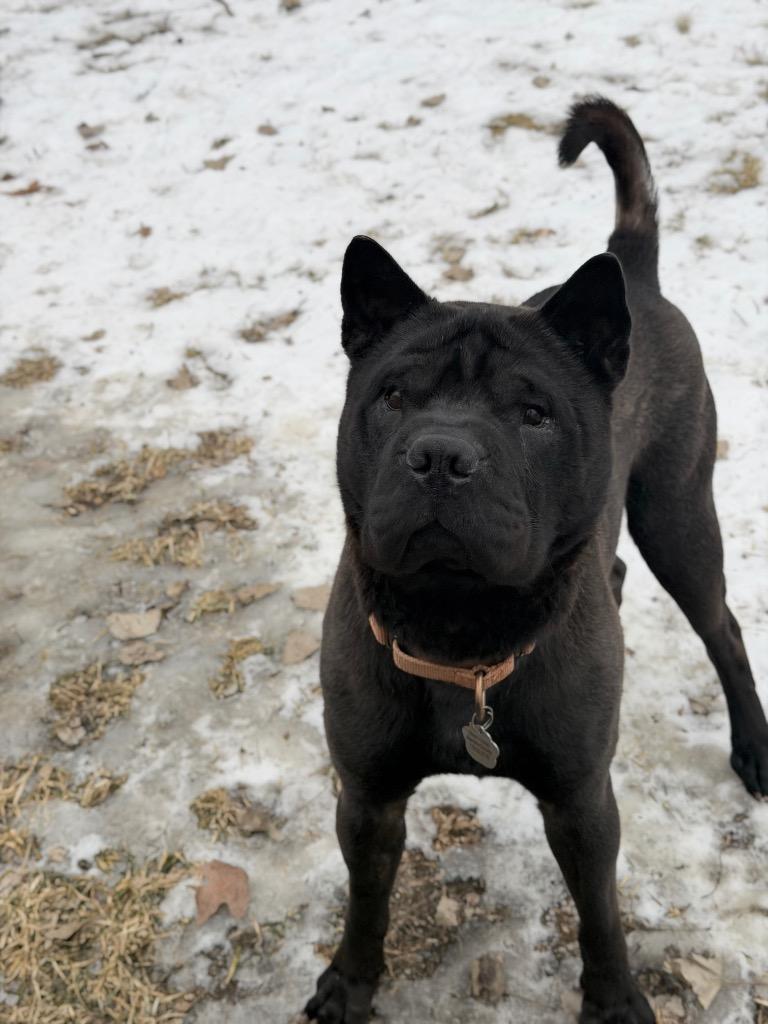 Enlarge Boris, a Adoptable mixed breed in Menomonie, WI image 3/3