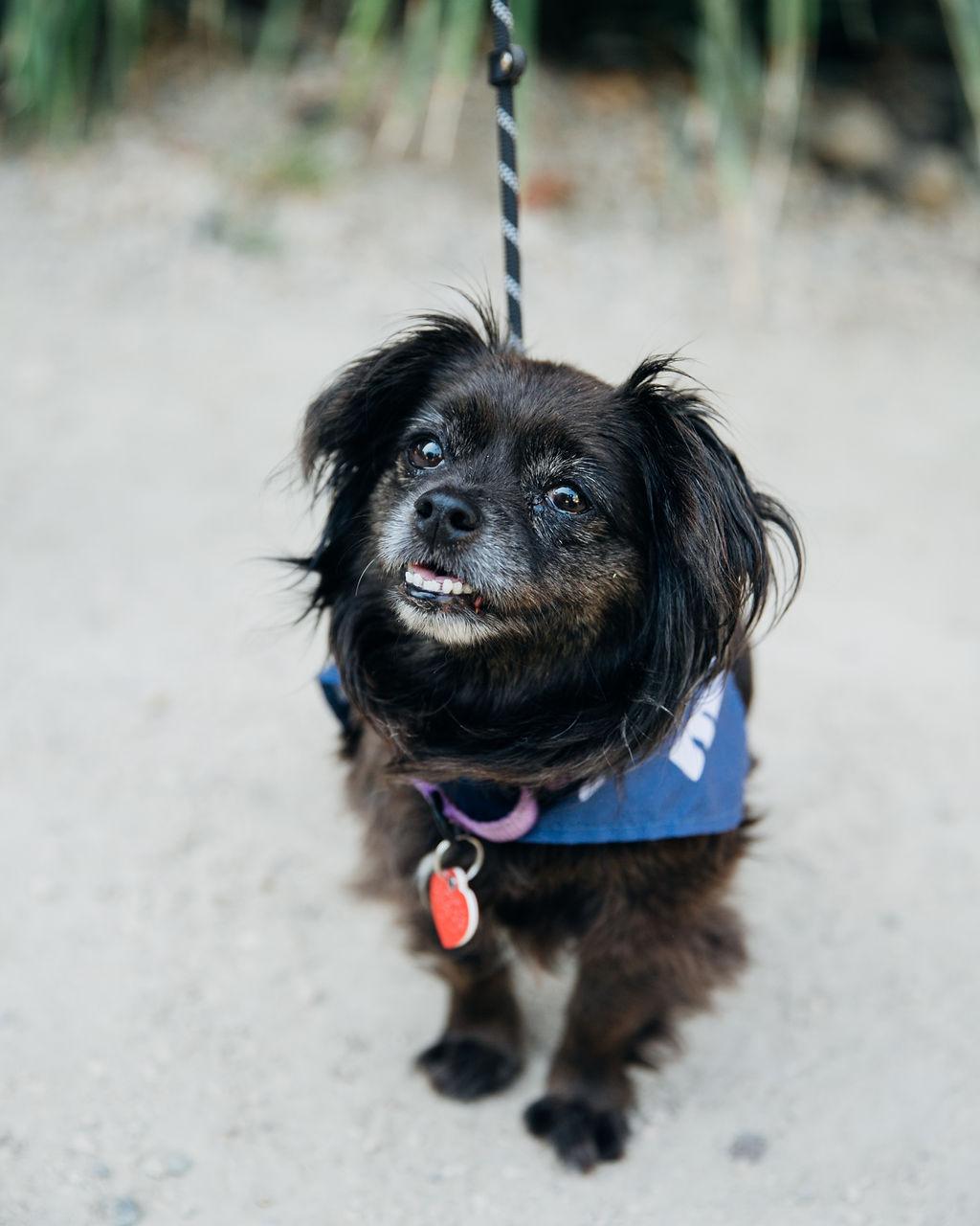 Olandria, an adoptable Pekingese, Tibetan Spaniel in Los Angeles, CA, 90035 | Photo Image 2